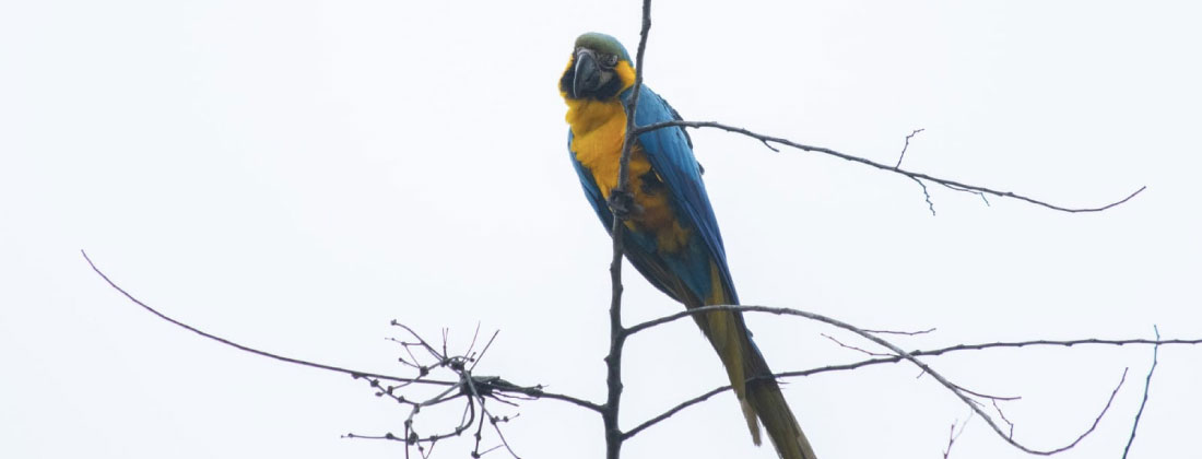 web-liberan-cinco-guacamayas-cornare