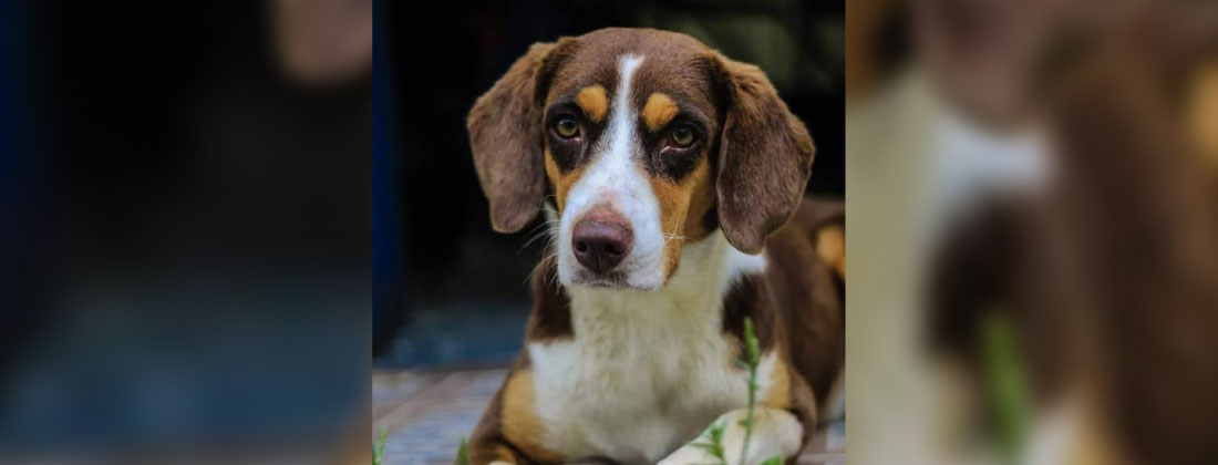 web-muerte-perro-san-carlos-indignacion