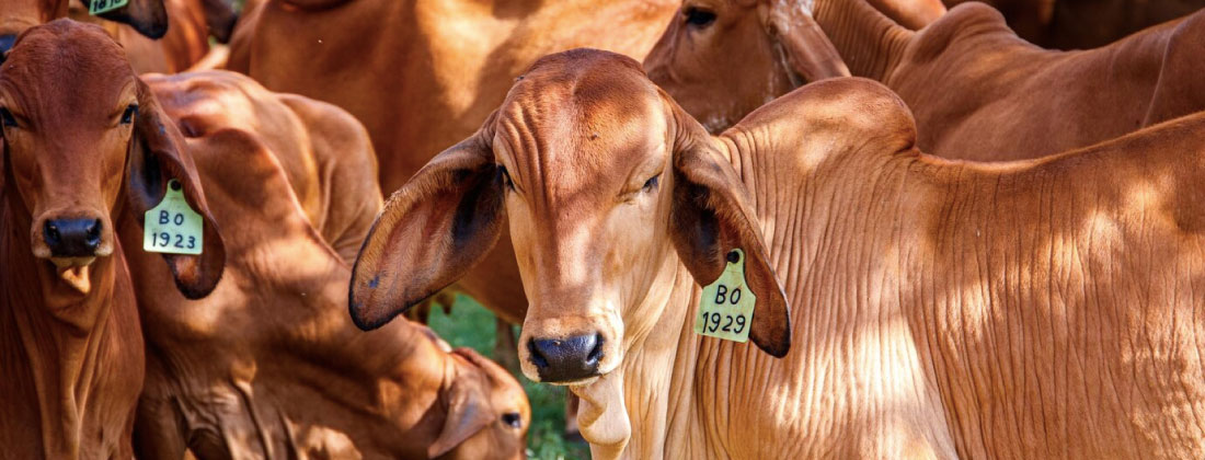 web-reapertura-mataderos-municipales