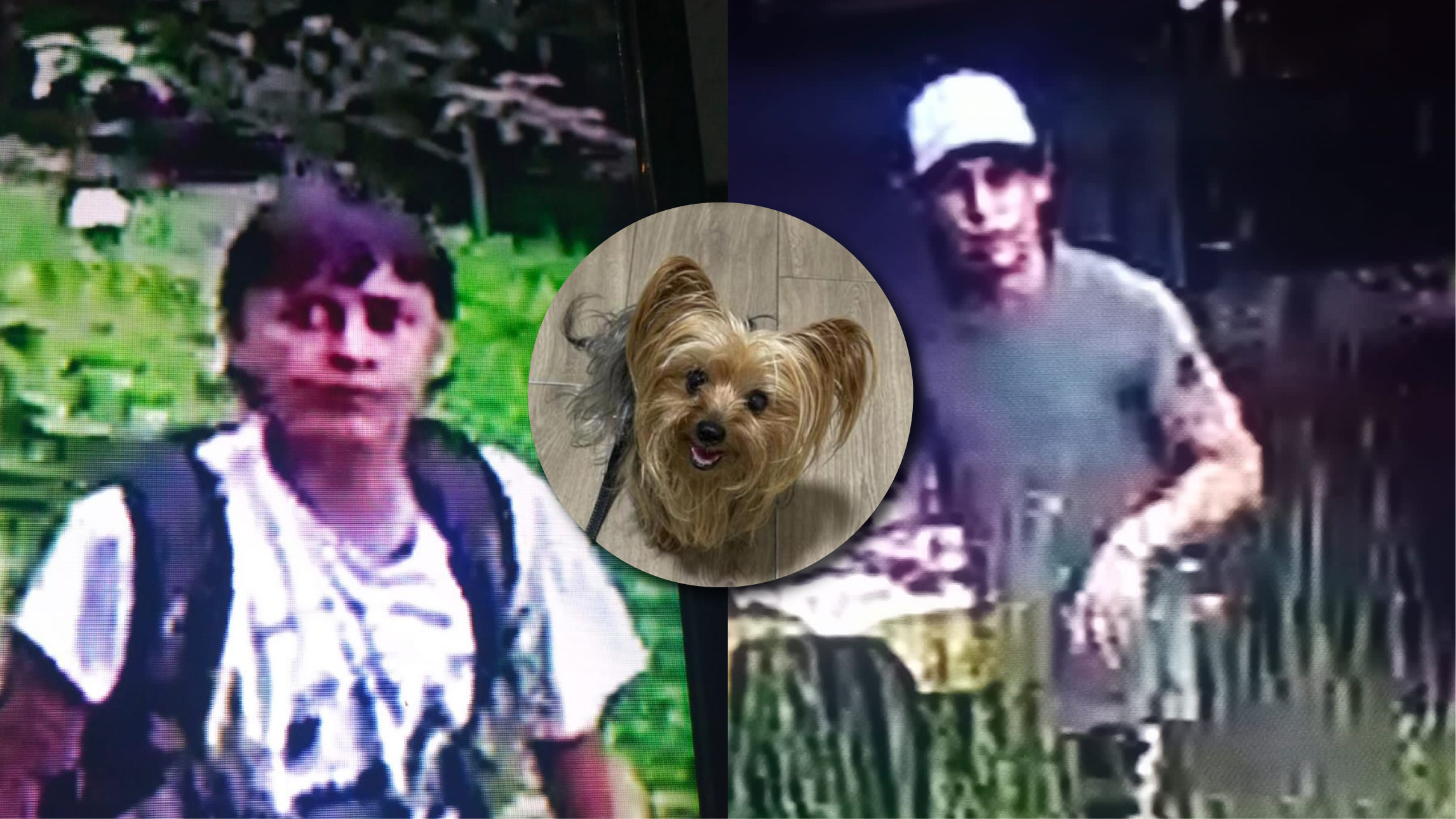 web-23-se-robaron-hasta-el-perro