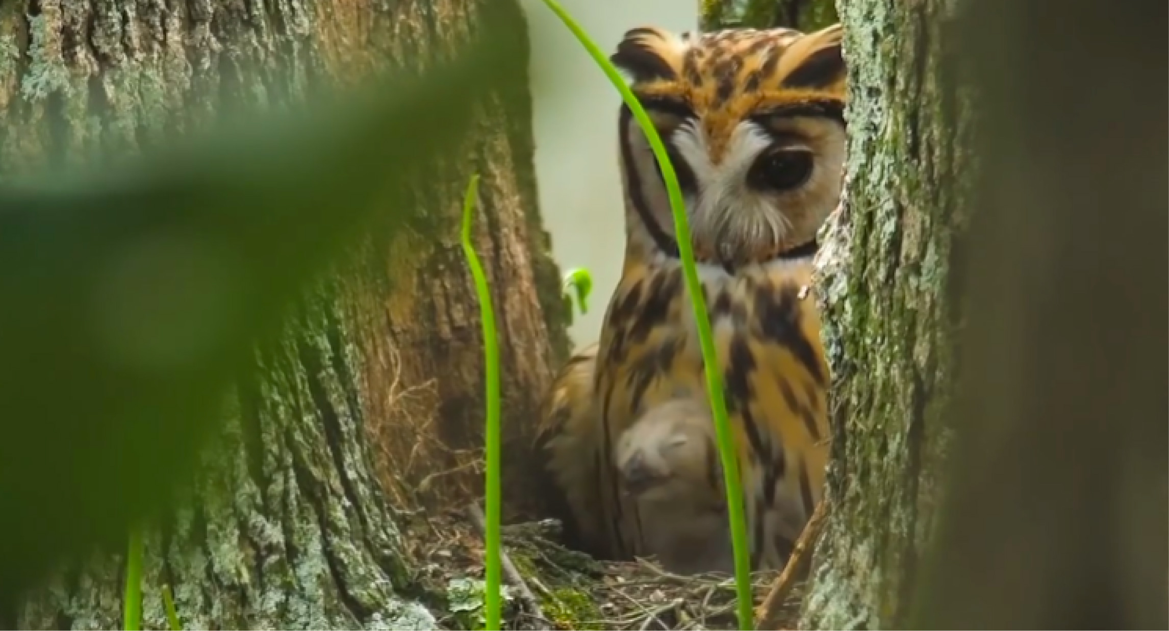 web-buhos-murieron-udea-comieron-un-raton