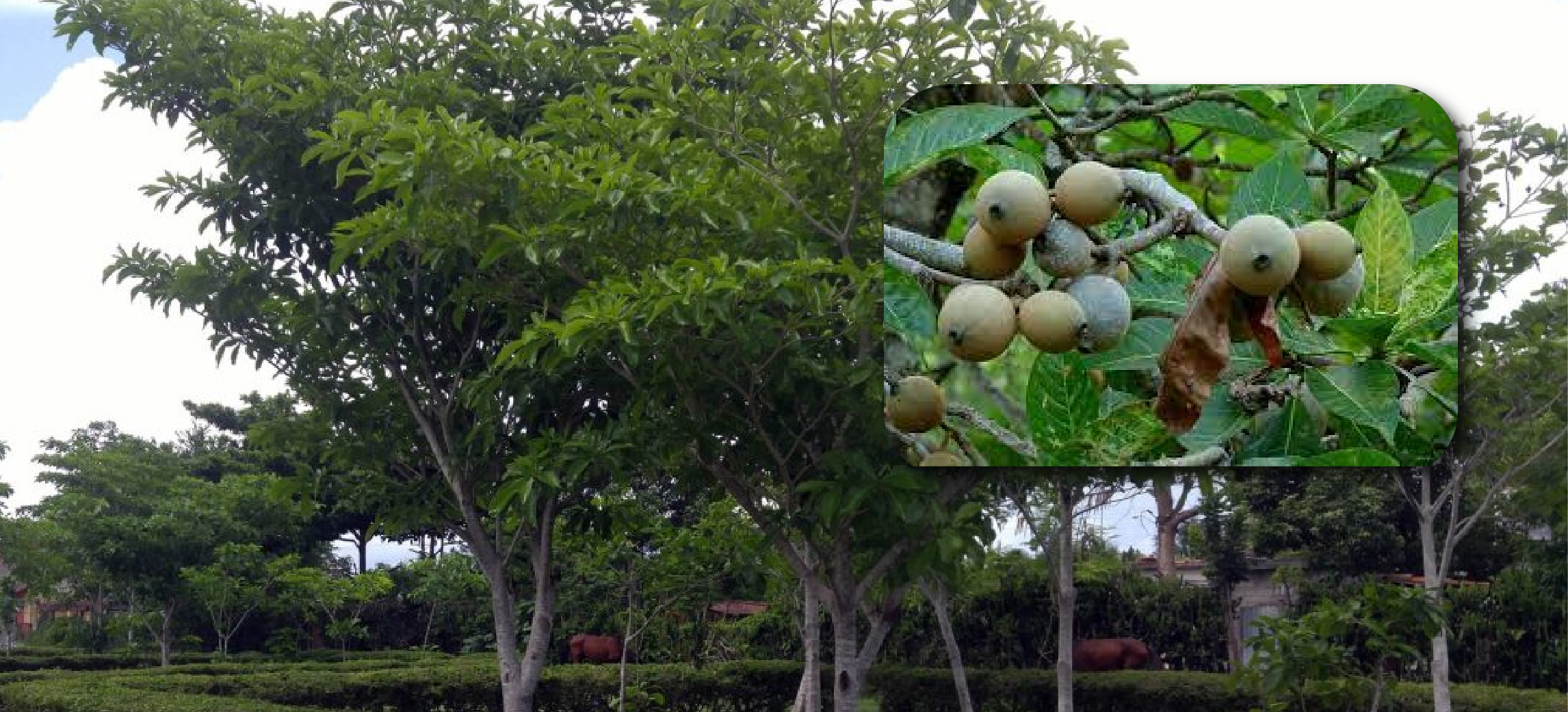 web-Desarrollan-colorante-azul-a-partir-de-la-jagua-Municipios-del-Oriente-tienen-cultivos