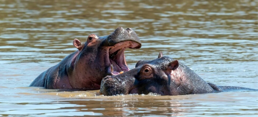 web Dificultades en el plan de esterilizacion de los hipopotamos Solo seis fueron tratados en 2023