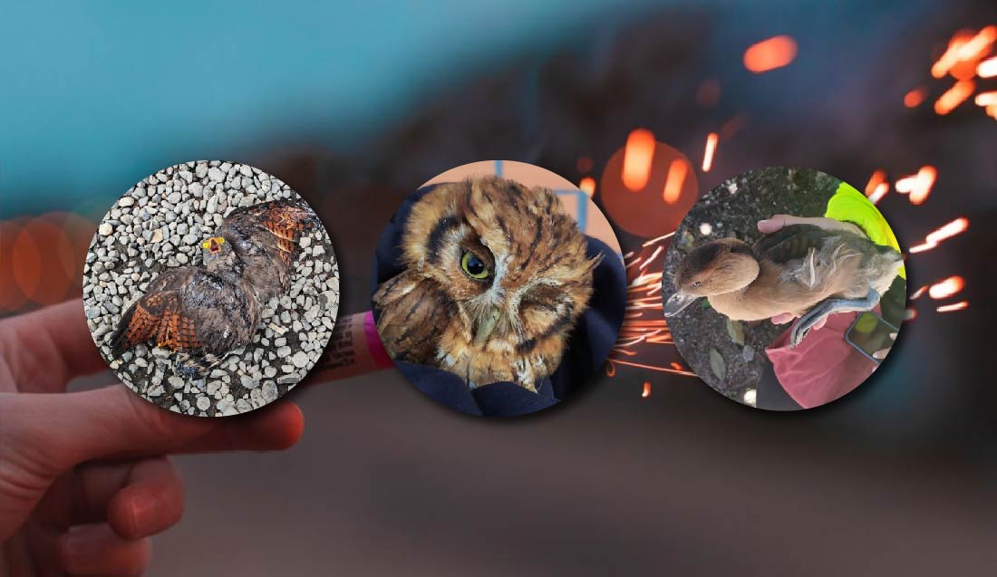 web-cornare-animales-polvora