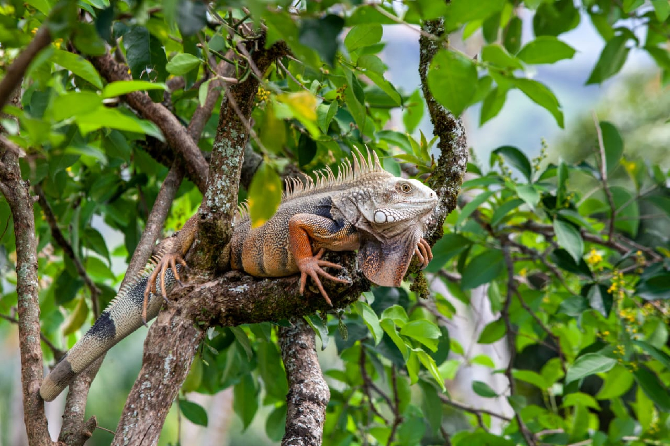 web-24-iguanas