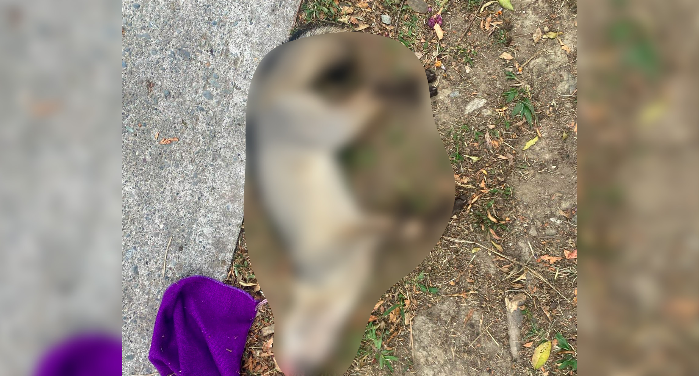 web-animales-atropellados-via-oriente