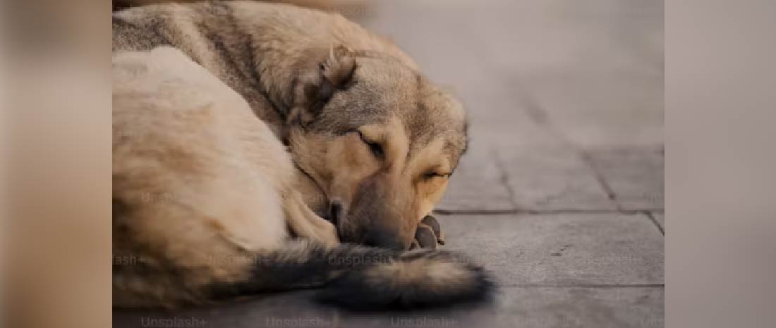 web-mascotas-abandonadas
