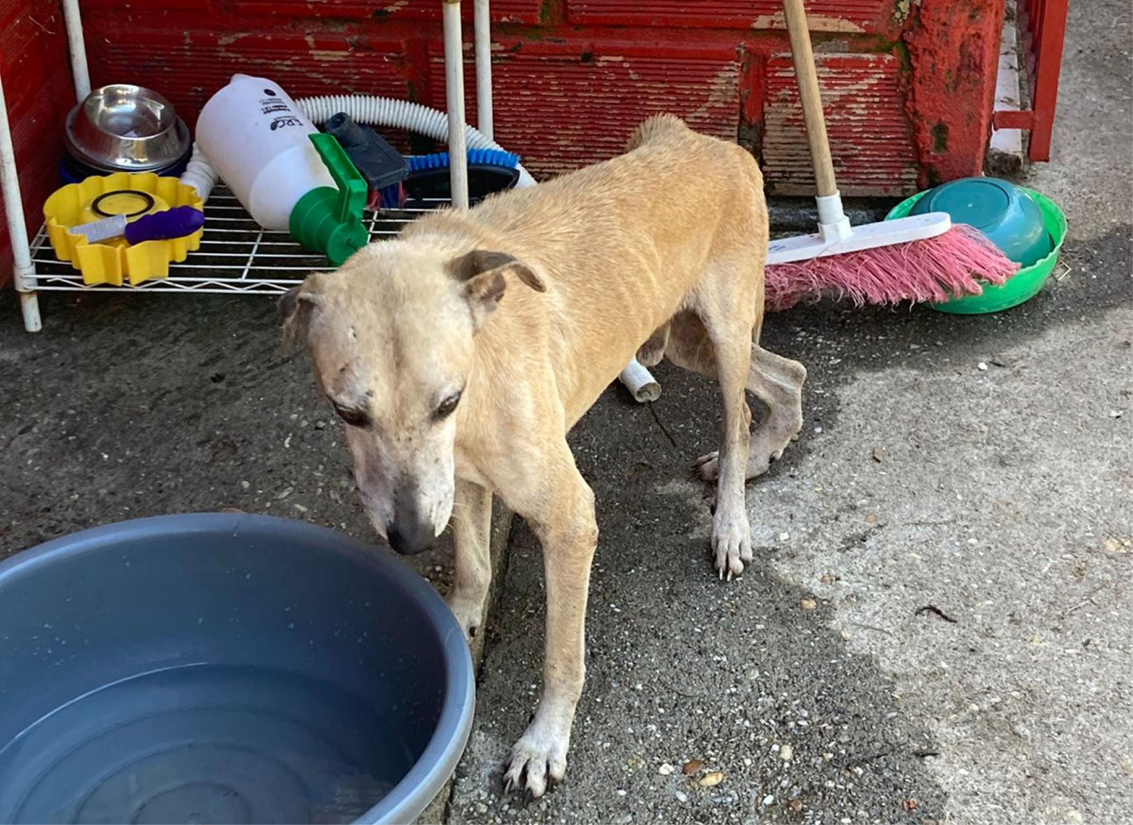 web-presunto-maltrato-animal-fundacion-rionegro