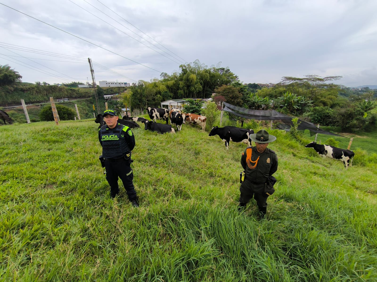 Autoridades logran recuperar 10 cabezas de ganado que habían sido hurtadas en La Ceja