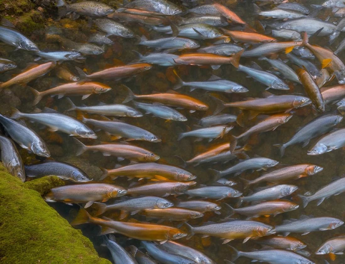 web-alerta-mortandad-truchas-colombia