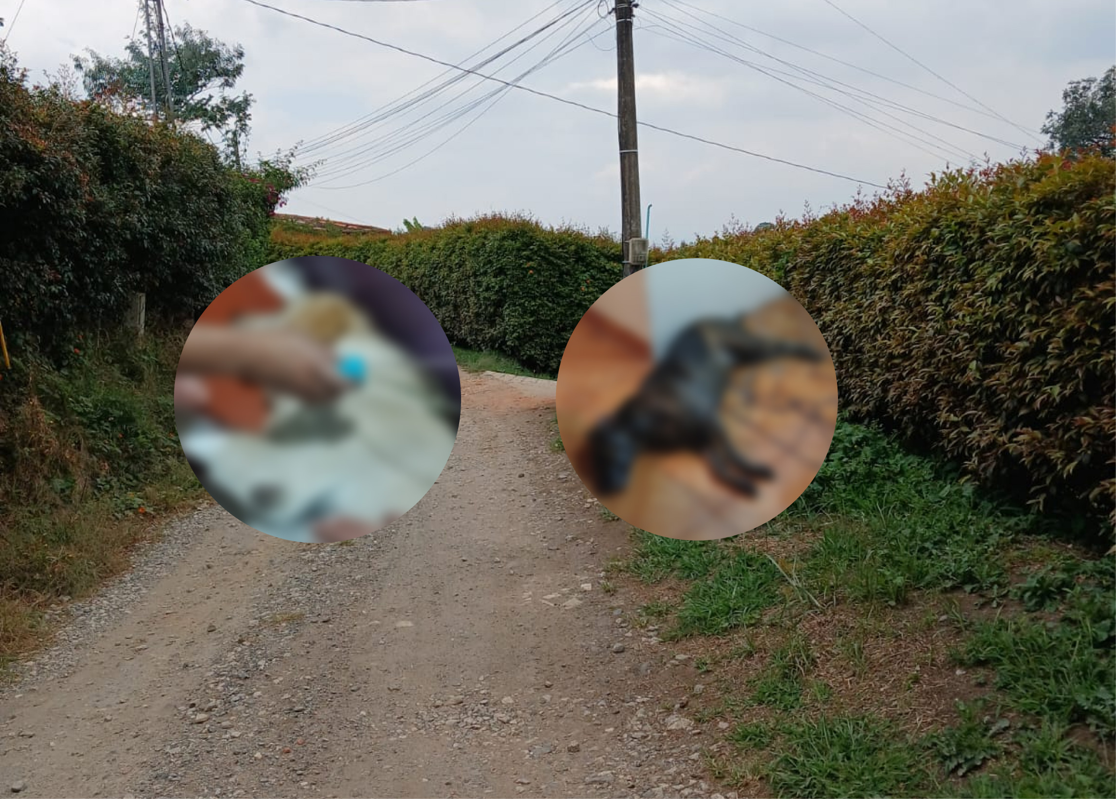 web-envenenamiento-perros-las-cuchillas-rionegro