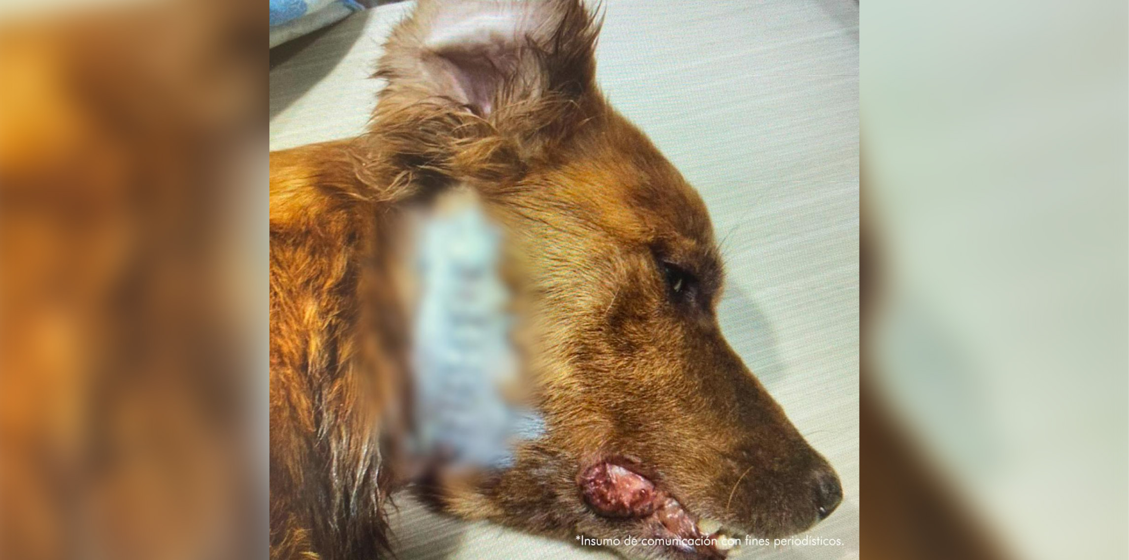 web-hombre-capturado-herir-animales-antioquia