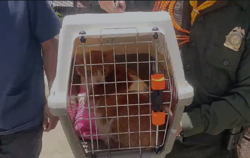 Rescataron a un gato que sufría maltrato por parte de su propietario