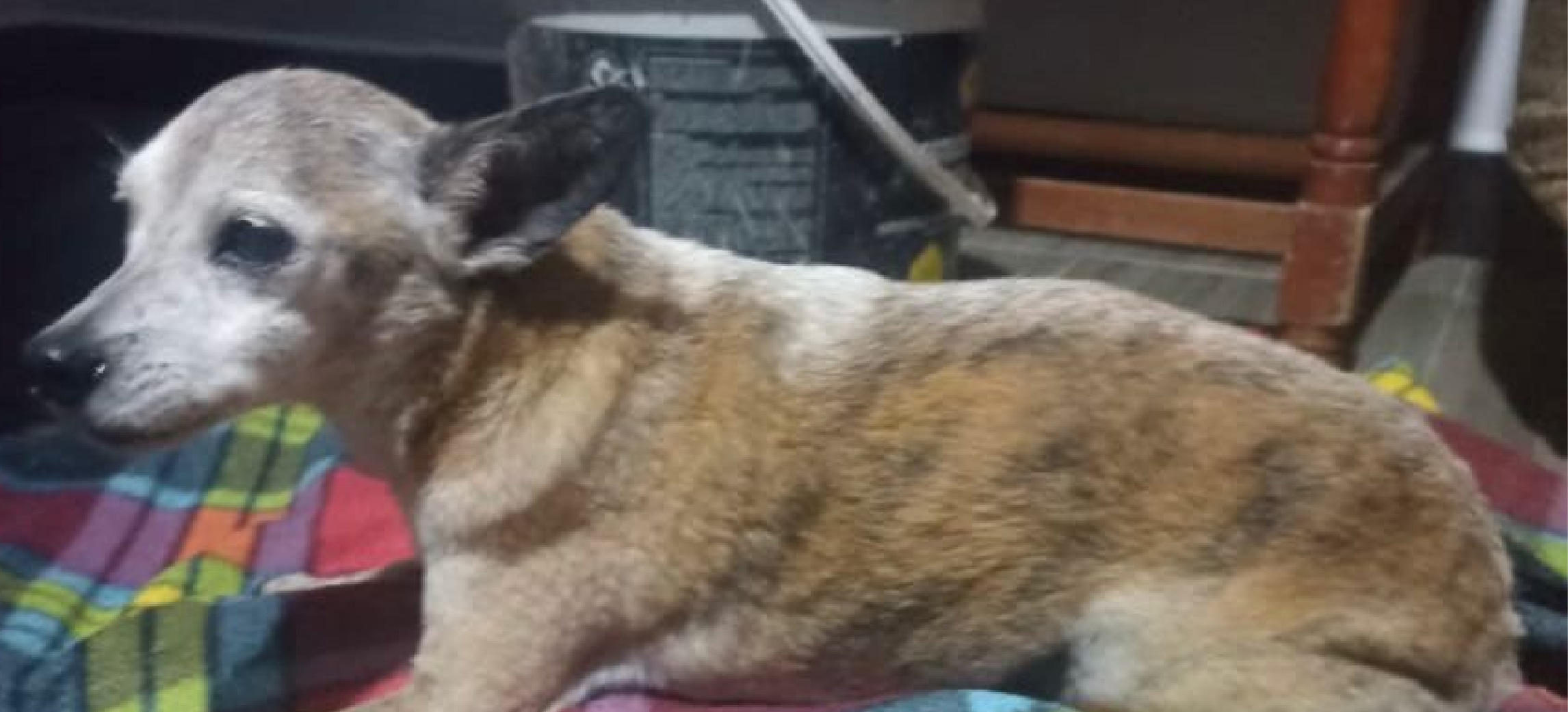 Ciudadana rescató a un perrito que se estaba ahogando en un lodo en El Peñol: su dueño lo habría abandonado 