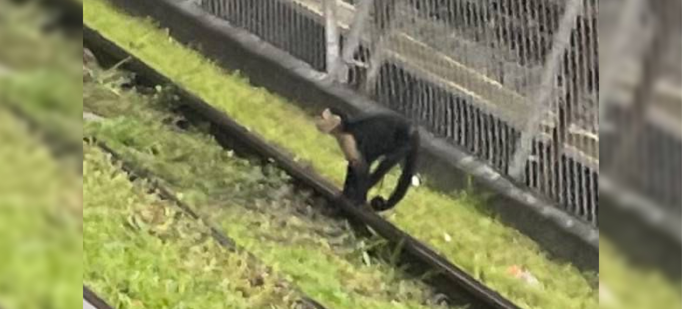 Mono capuchino se pasea por vía férrea del Metro de Medellín