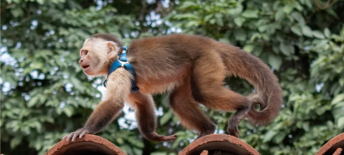 web-Ya-son-cuatro-los-monos-capuchinos-que-han-sido-rescatados-este-mes-en-el-Valle-de-Aburrá