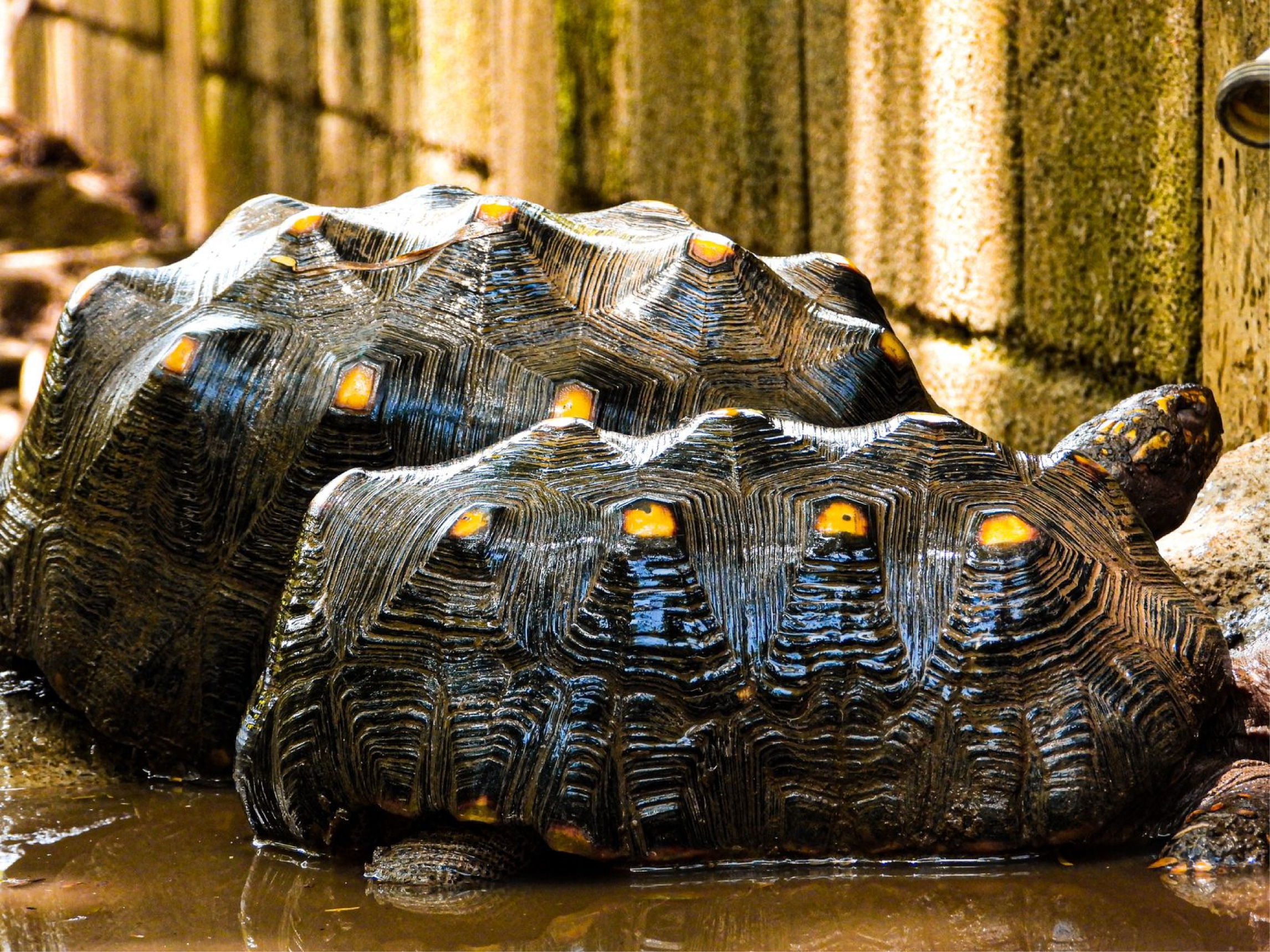 web-alto-numero-tortugas-preocupacion