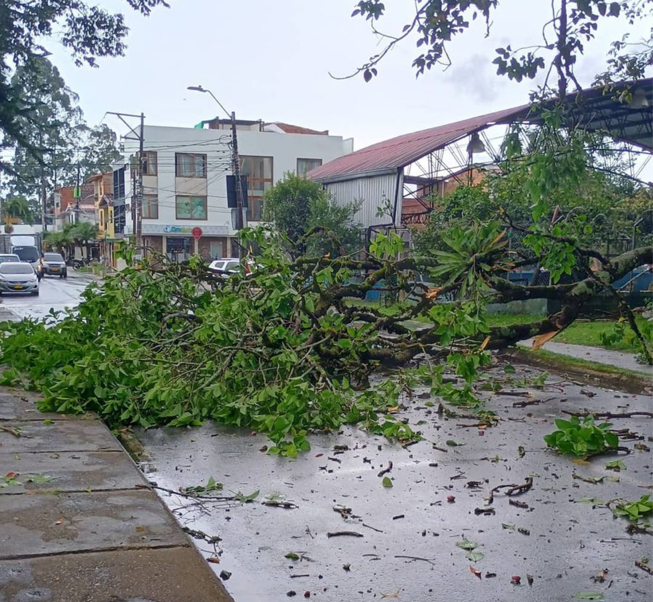 Árbol caído por las lluvias obstaculiza vía en barrio El Porvenir de Rionegro