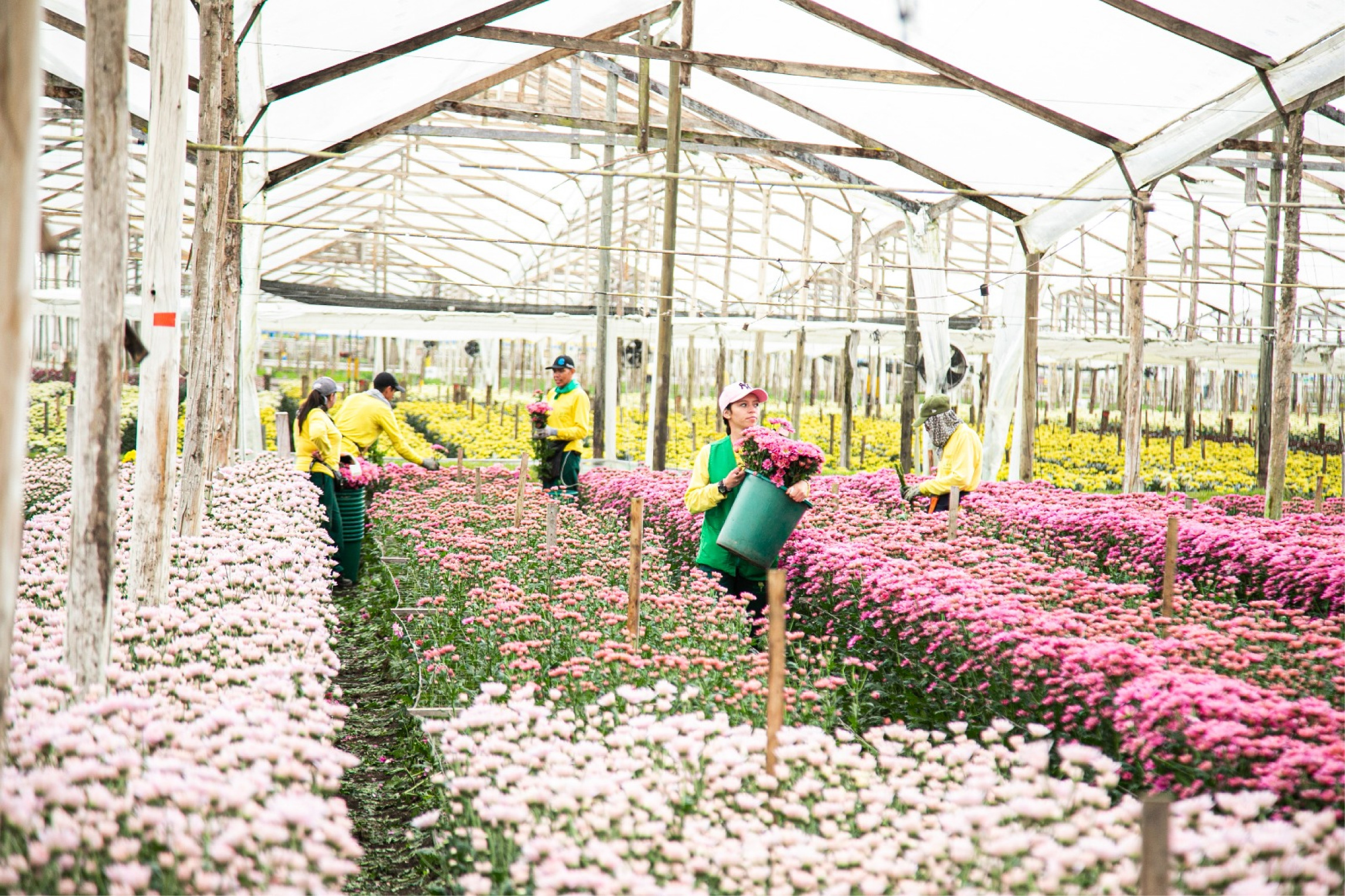 Se espera exportar cerca de 50 mil toneladas de flores por el Día de las Madres