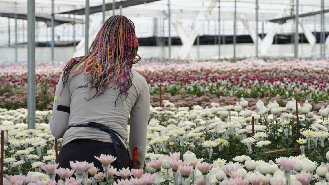 Flores El Trigal exportará aproximadamente 18 millones de tallos por celebración del Día de Madres