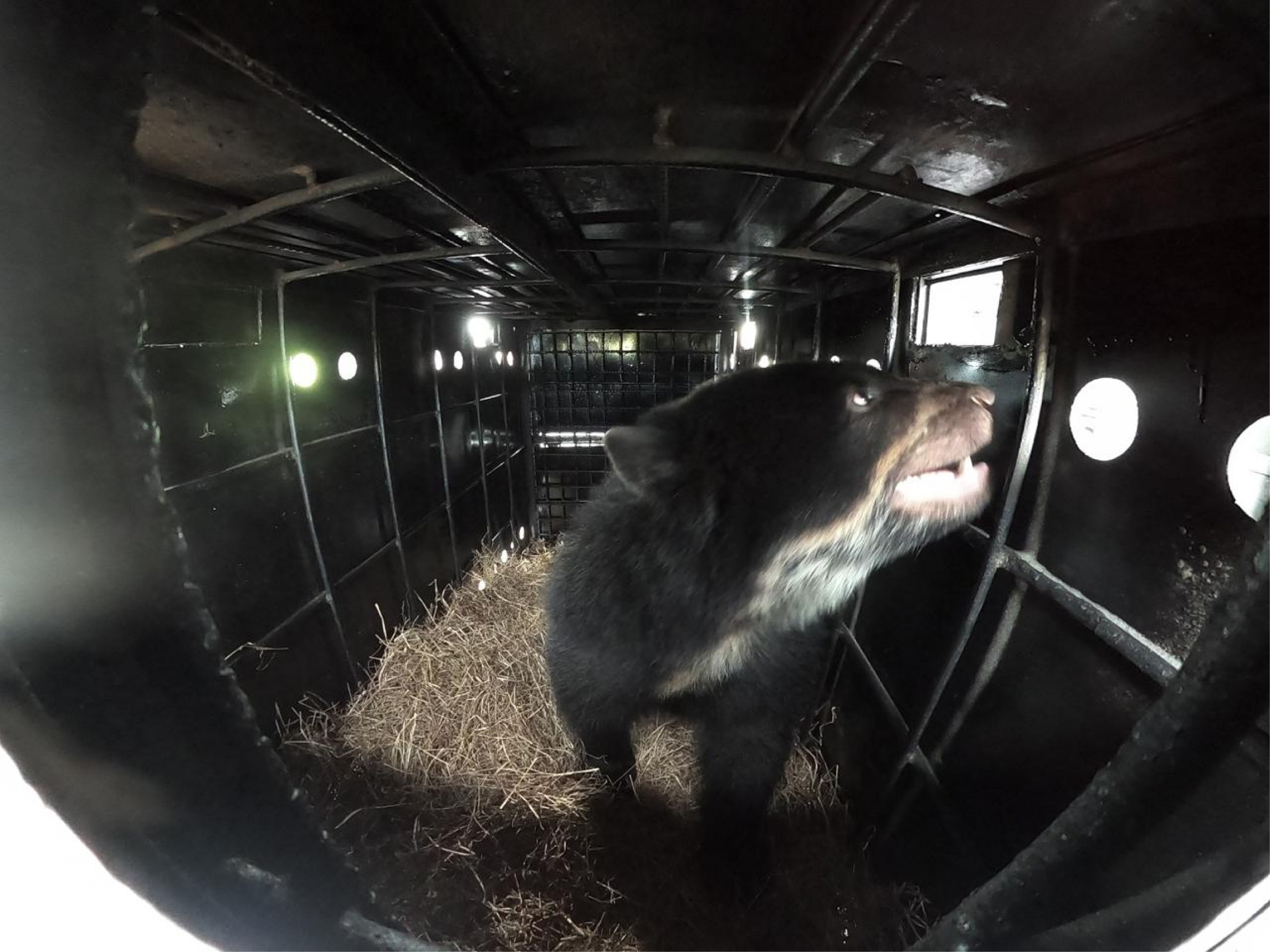 Fuerza Aérea trasladó a dos osos andinos hacia un santuario para su preservación