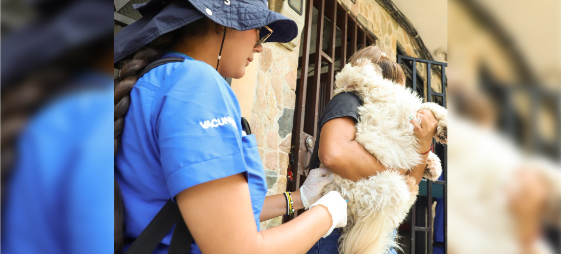 Medellín refuerza acciones para prevenir casos de rabia transmitida por animales