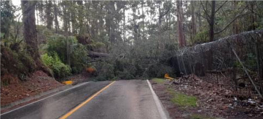 Vía Marinilla - Rionegro, a la altura de Coltejer, se encuentra cerrada por caída de árbol