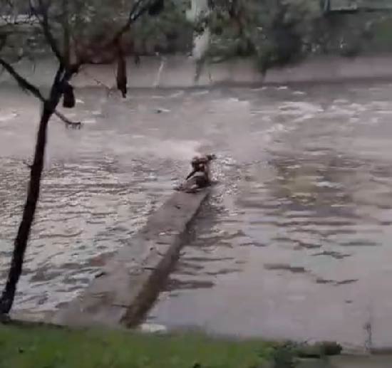 web-hombre-ternera-rio