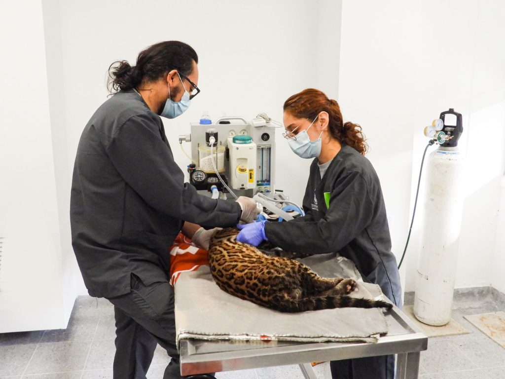 Ocelote rescatado en Copacabana recibiendo atención médica en el Centro de Atención, Valoración y Rehabilitación de Fauna Silvestre.