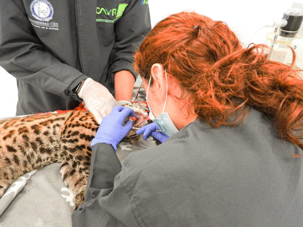 Ocelote rescatado en Copacabana recibiendo atención médica en el Centro de Atención, Valoración y Rehabilitación de Fauna Silvestre.