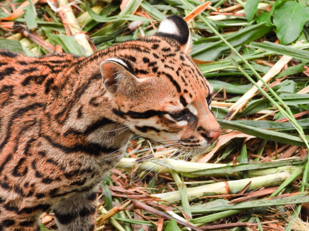  Ocelote en su hábitat natural en Antioquia.