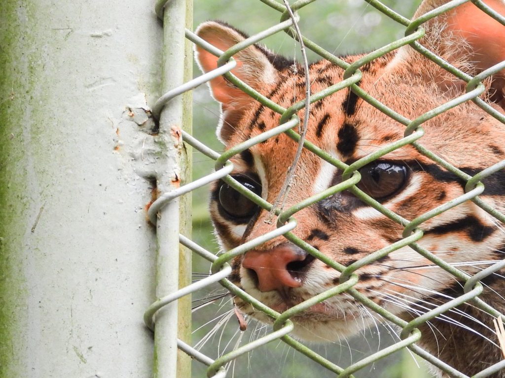  Ocelote en su hábitat natural en Antioquia.