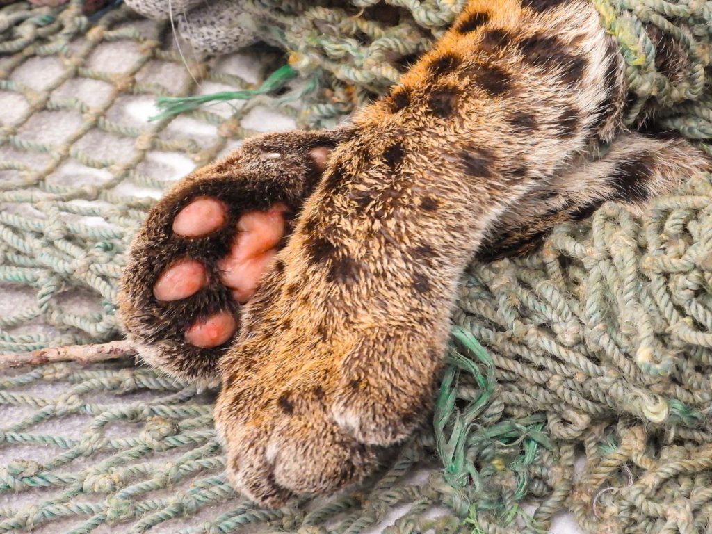 Lesiones en las almohadillas y mejilla del ocelote rescatado en Copacabana.