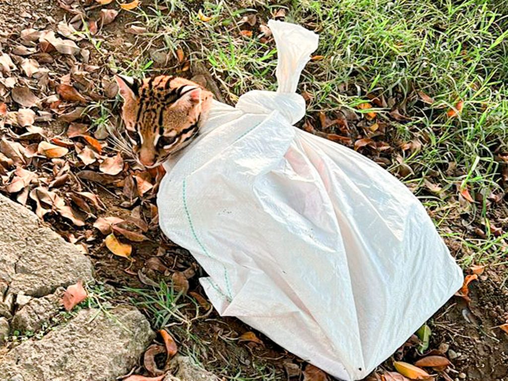 Un ocelote fue encontrado amarrado y dentro de un costal al lado de una vía en el municipio de Copacabana