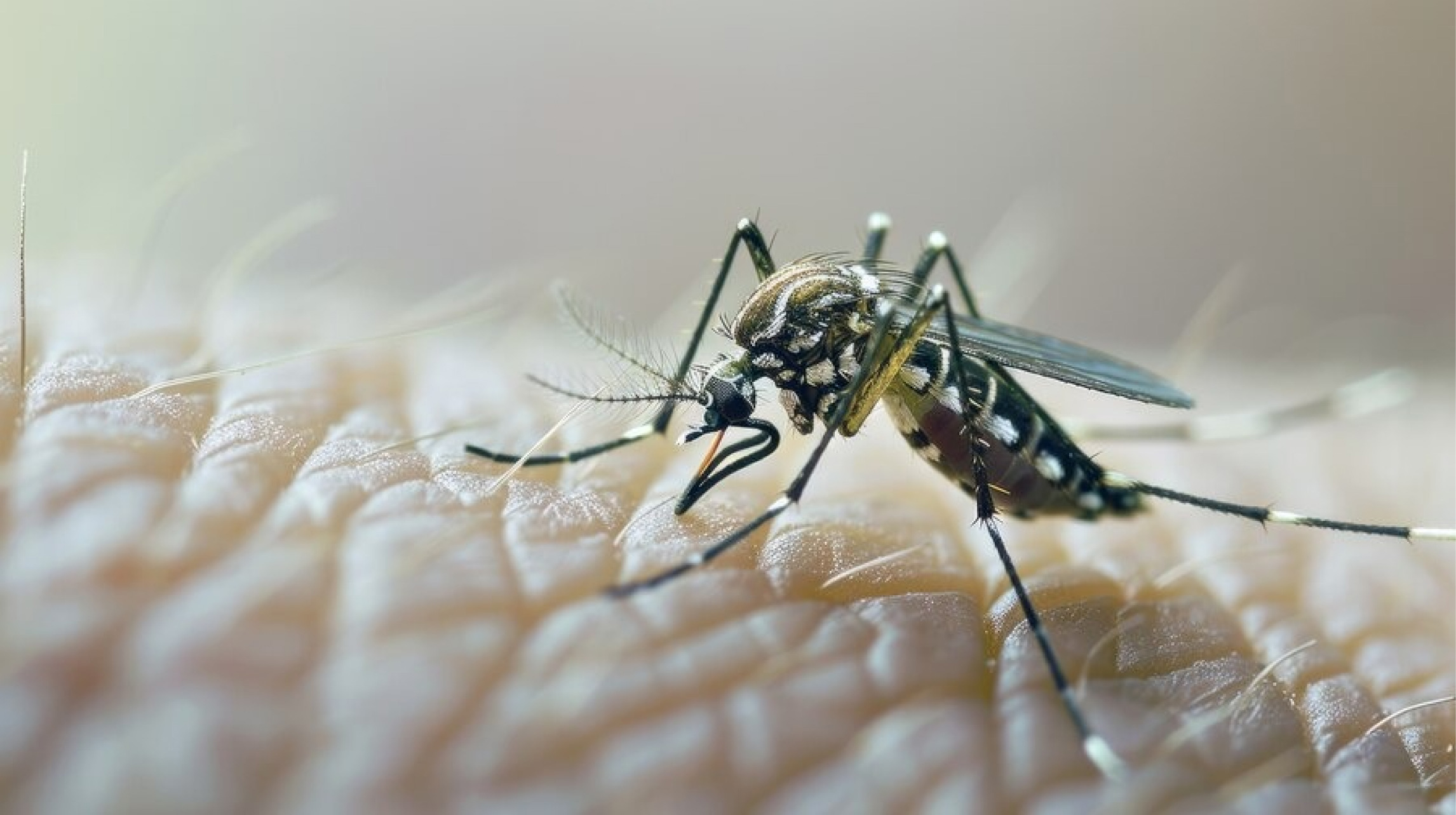 En un 1 000 % aumentaron los casos de dengue en Medellín