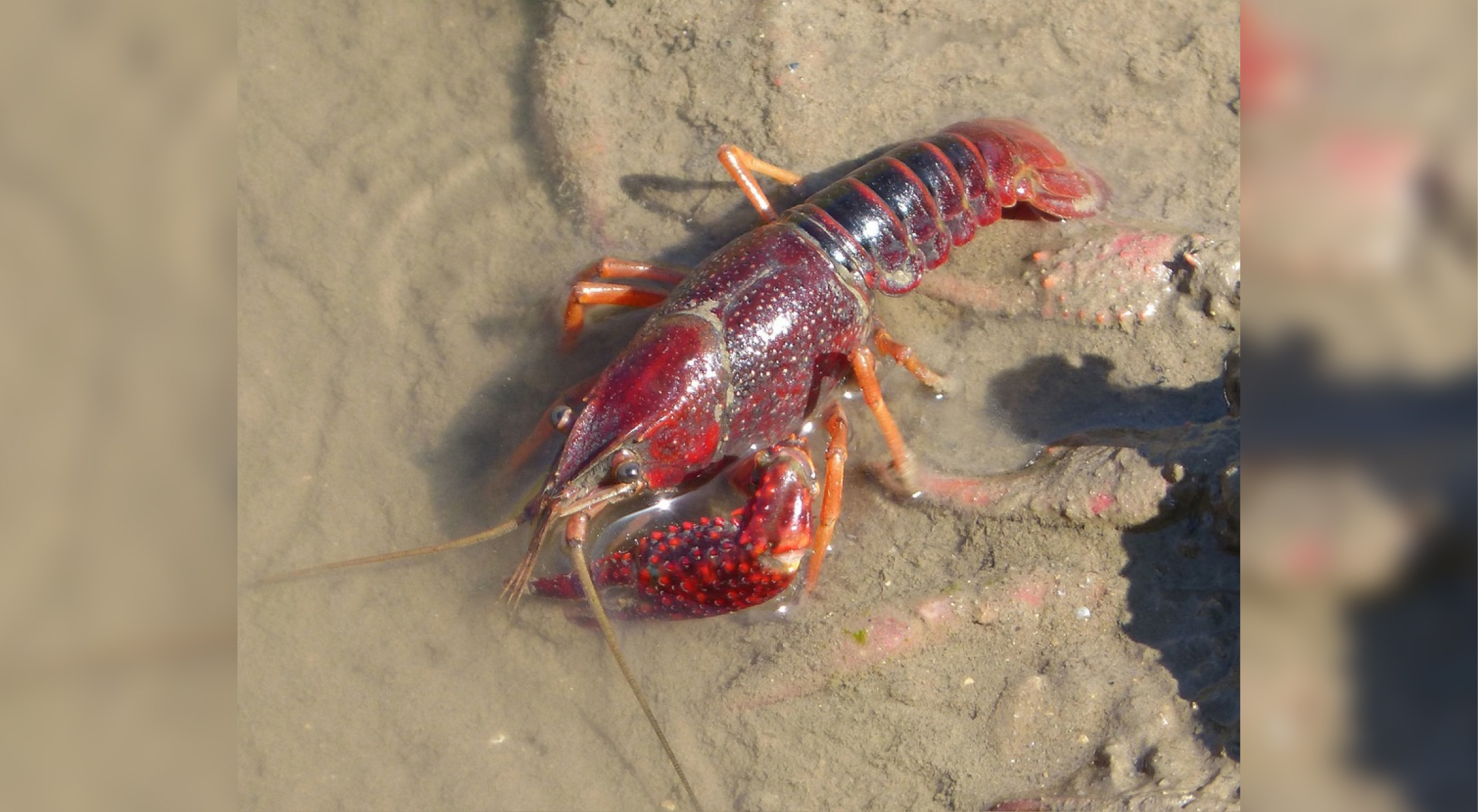 web-langosta-rojo-colombia