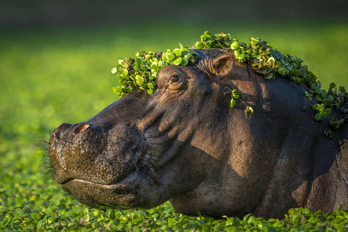 Estas son las fotografías más divertidas de animales de 2024, según Comedy Wildlife Photography Awards