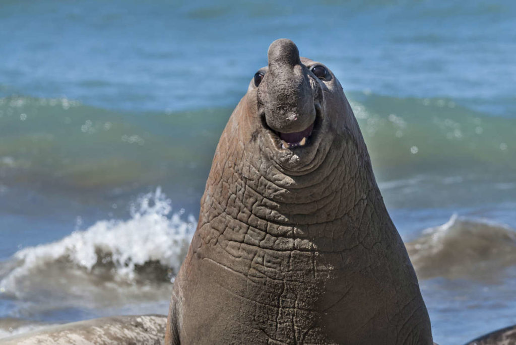 un elefante marino que sonrie 00000000 240925170310 1200x803