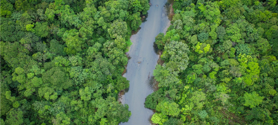 En imágenes: esta es la nueva área protegida del Chocó, un pulmón de biodiversidad