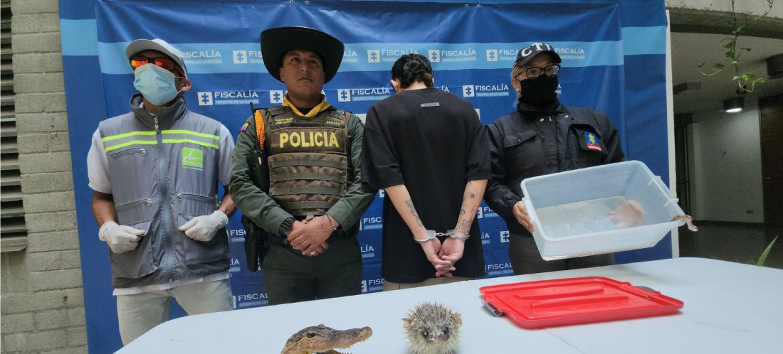 Capturan a joven en Sabaneta con una boa constrictor y fauna disecada en su apartamento