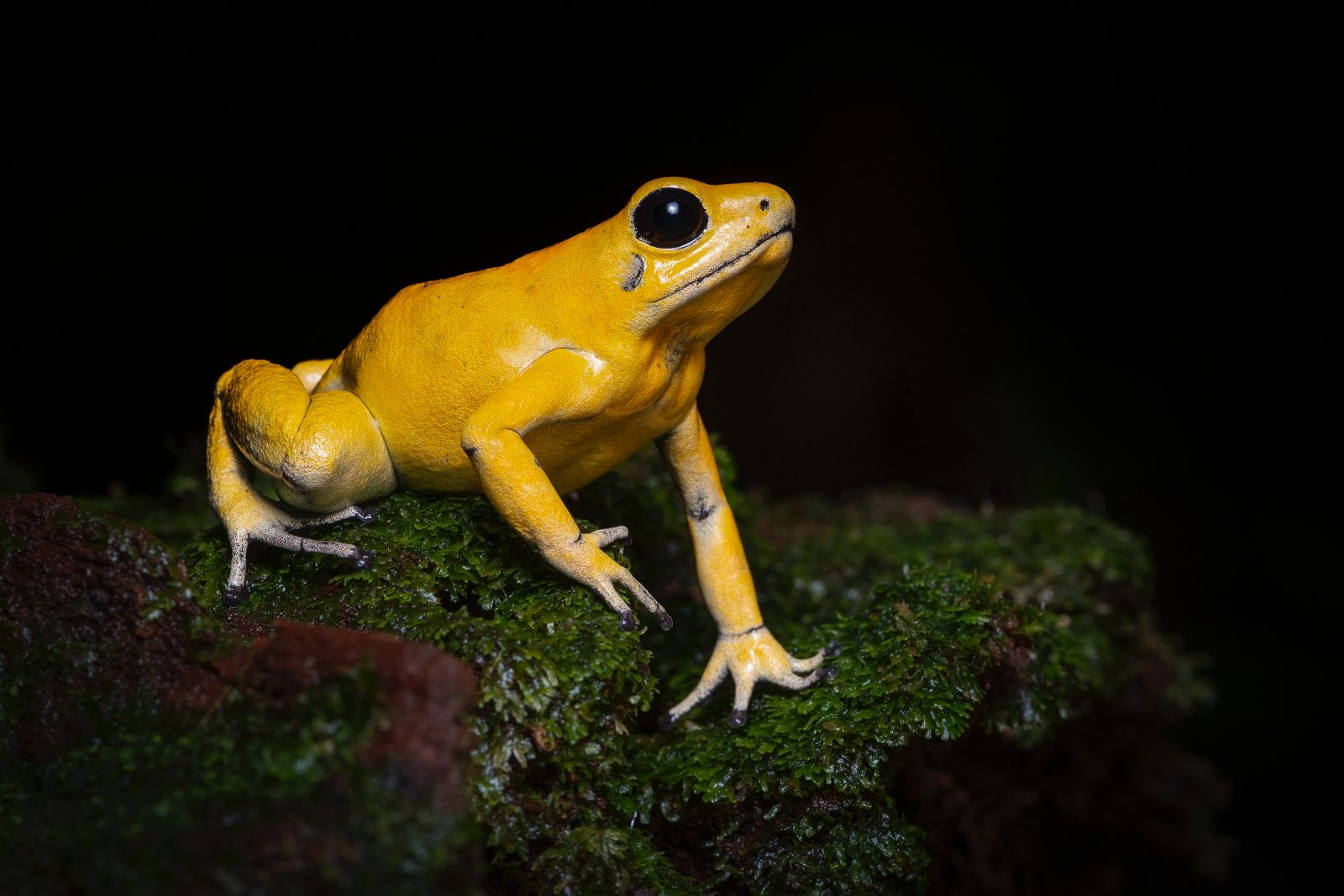 Sura reinterpreta el himno de Colombia con el sonido de la biodiversidad