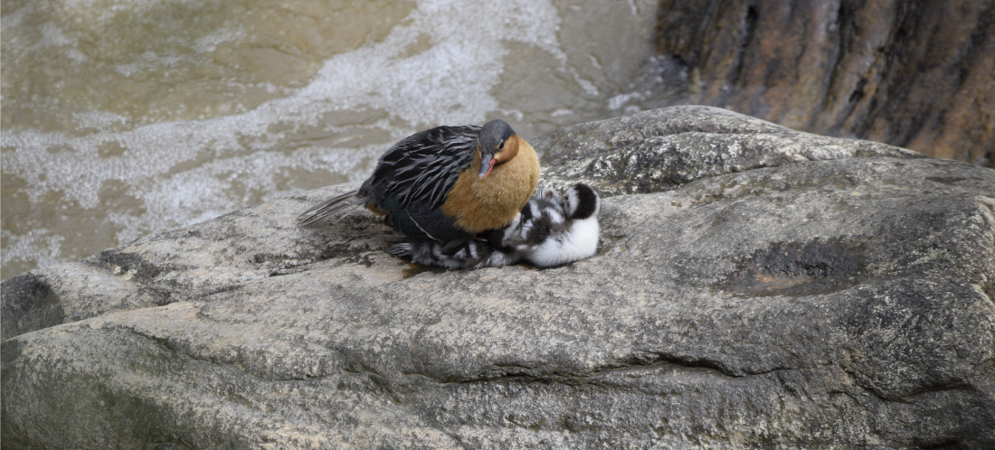 web-La-apuesta-de-EPM-para-cuidar-el-único-hábitat-en-Antioquia-del-Pato-de-Torrentes