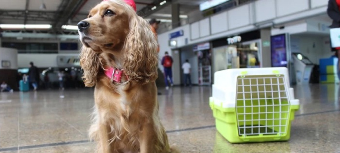 Avanza proyecto de ley #NoSonEquipaje en el Congreso, que busca mejorar el transporte de animales en servicio público