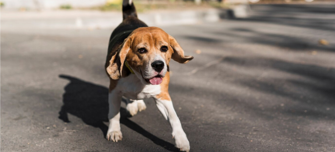 ¿Qué hacer si atropelló un animal? Hay sanciones si no lo ayuda