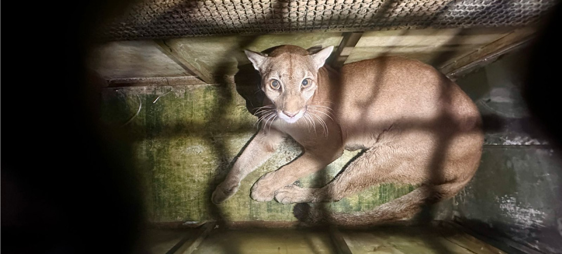 Dos pumas terminaron su rehabilitación y fueron llevados en helicóptero al Parque Natural Paramillo