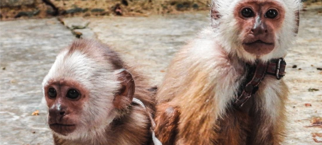 Rescatan a dos monos cariblancos en Medellín: atados con cadenas sufrieron maltrato