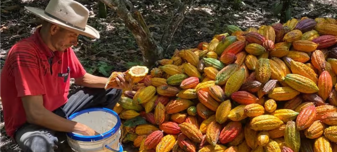 Así puede acceder al subsidio de Finagro para proteger sus cultivos