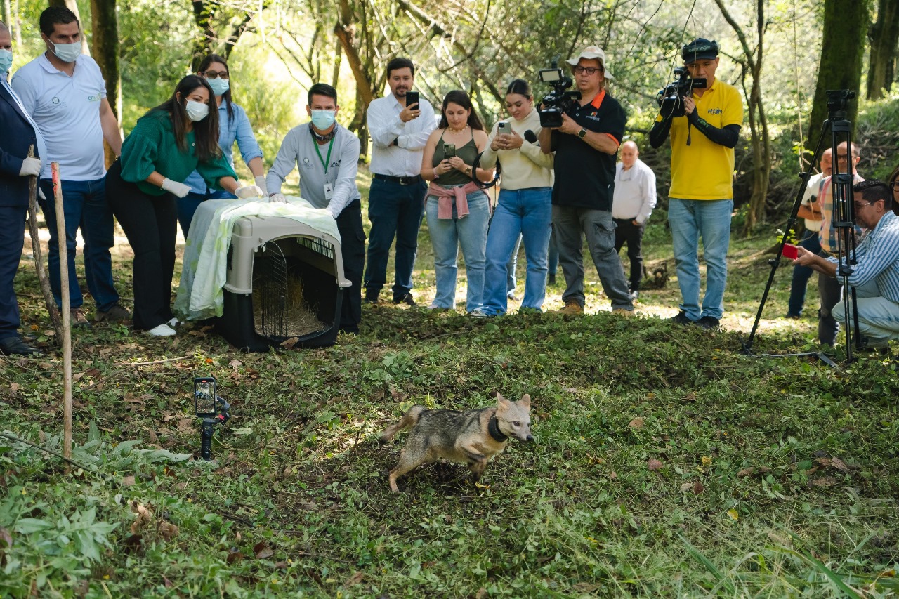 Liberación de fauna silvestre en Medellín: 28 animales regresaron a su hábitat