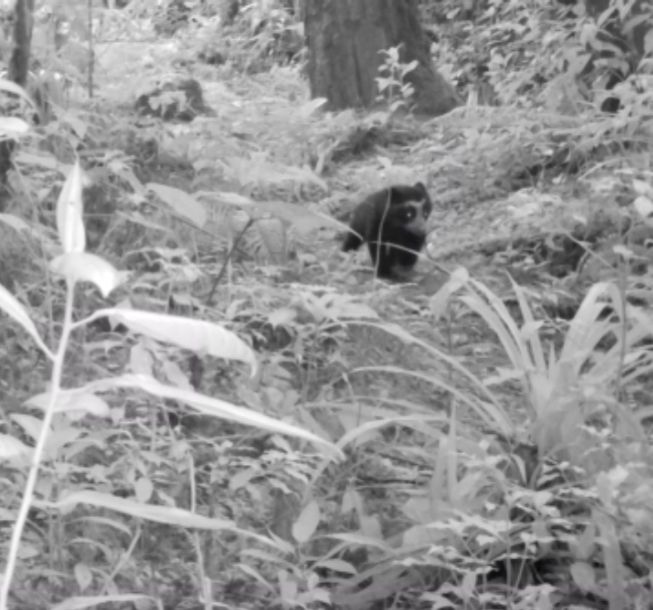 Izumi, el oso de anteojos que reaparece en Huila tras cuatro años sin saber de su paradero