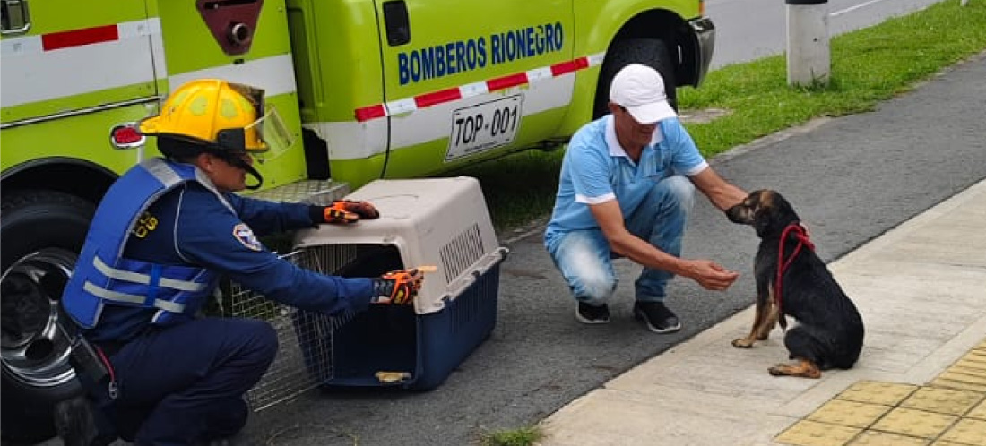 Lila, la perrita rescatada de caer al Río Negro, estará lista en Navidad para encontrar a una familia